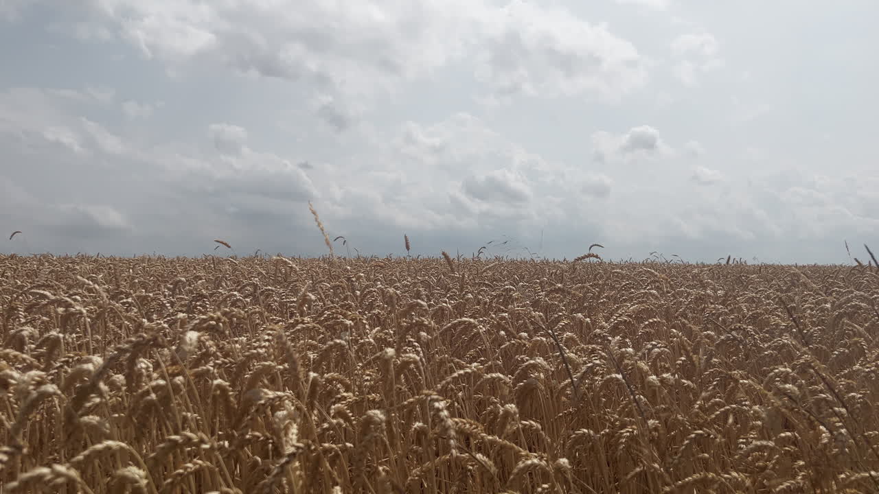 campo de trigo dorado en un día de verano con pequeñas nubes