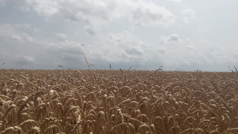 goldenes weizenfeld an einem sommertag mit kleinen wolken