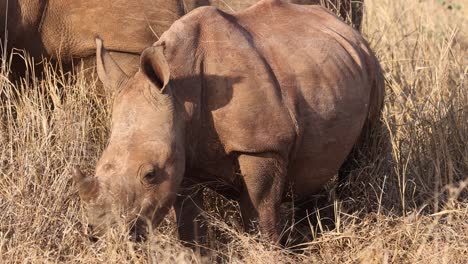 Cute-baby-White-Rhino-eats-grass-next-to-her-mom-in-golden-light