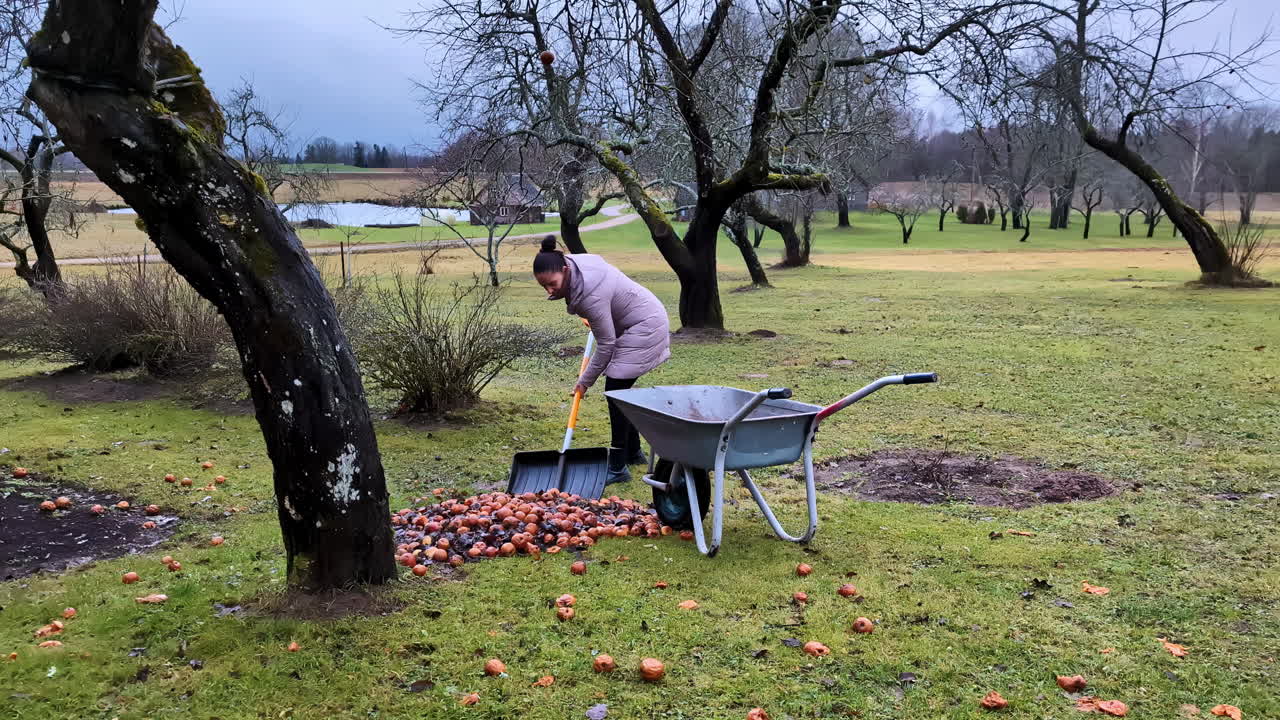 Person collecting apples from the orchard floor and putting them in a wheelbarrow. Cesis, Latvia