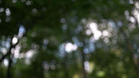 beautiful moody nature forest trees trunks green grass