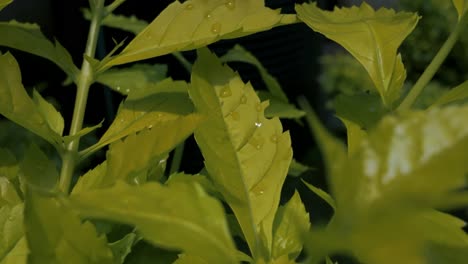 primer plano de hojas de color verde brillante con gotas de agua