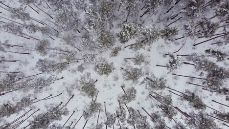 Fondo-Aéreo-De-Arriba-Hacia-Abajo-Del-Bosque-Del-País-De-Las-Maravillas-Del-Invierno,-árboles-Oscuros-Mínimos