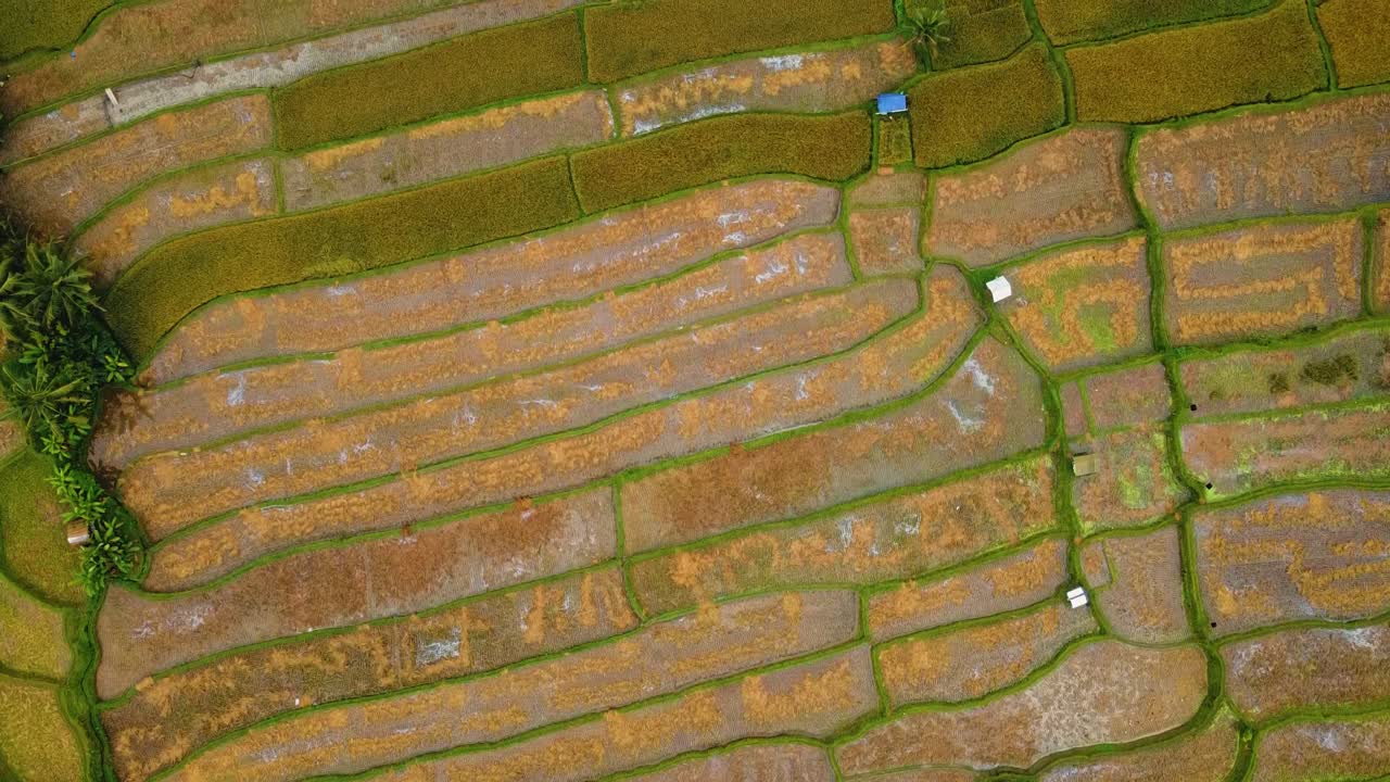 bellas imágenes cinematográficas de ubud, bali drone con exótica terraza de arroz, pequeñas granjas y plantaciones agroforestales