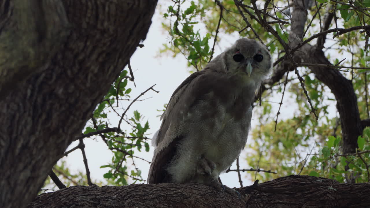카메라를 신기하게 바라보는 나뭇가지에 있는 거대한 수리부엉이