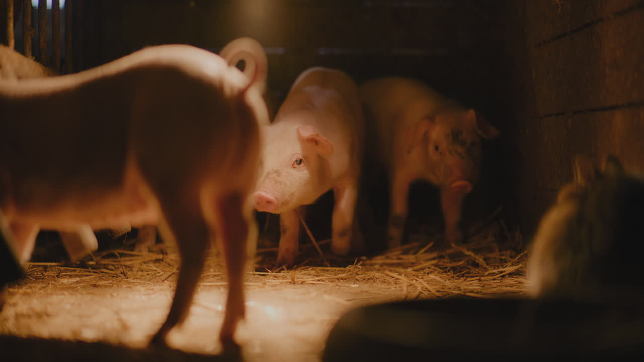 창고에 있는 돼지 새끼