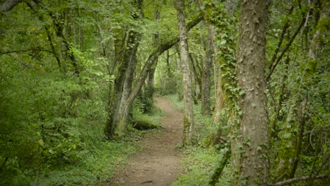 A-path-through-a-green-alpine-forest-with-old-majestic-trees,-static-shot-fairy-tale-like