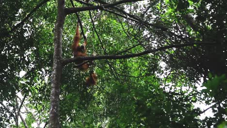 Orangután-Hembra-Con-Su-Bebé-Trepando-A-Un-árbol