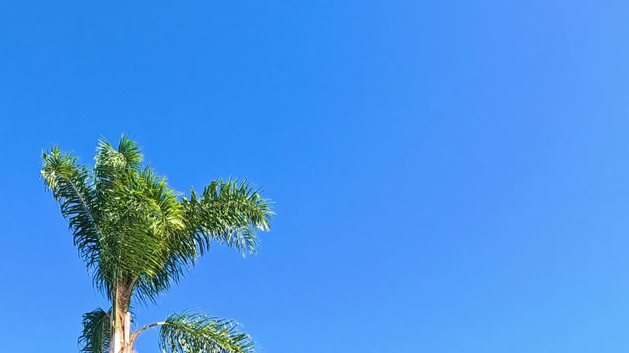 Bird in Flight near Palm Tree