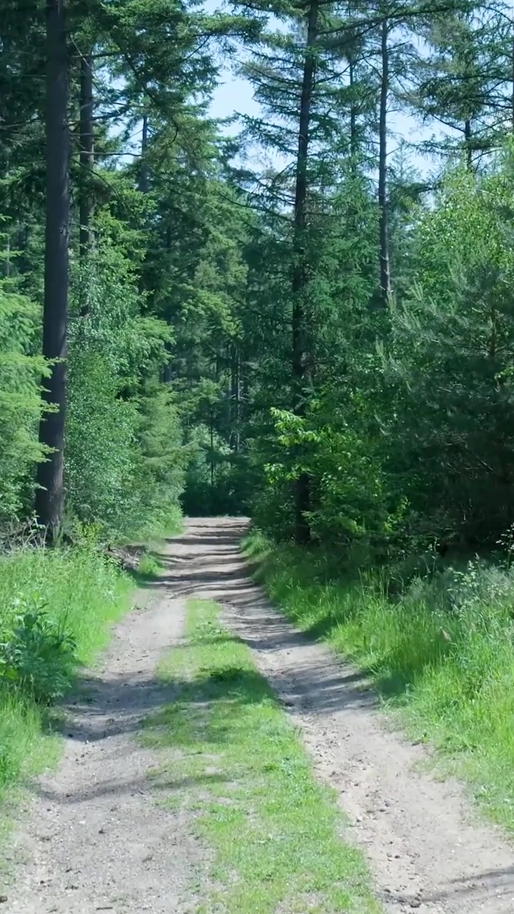 Sentiero sterrato che si snoda attraverso una foresta verde lussureggiante