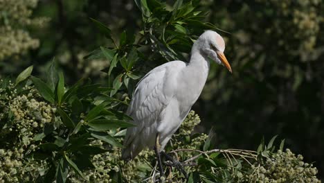 garcilla bueyera vagando por la tierra pantanosa árboles de bahrein aguas traseras para comida