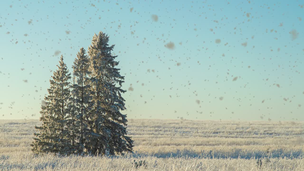Winter landscape in a field with three snow-covered fir trees, beautiful snowfall, sunny weather. Cinemagraf , video loop