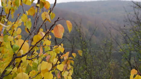 Vista-Mirando-A-Través-De-Las-Hojas-De-Otoño-Hacia-Las-Colinas-En-El-Fondo