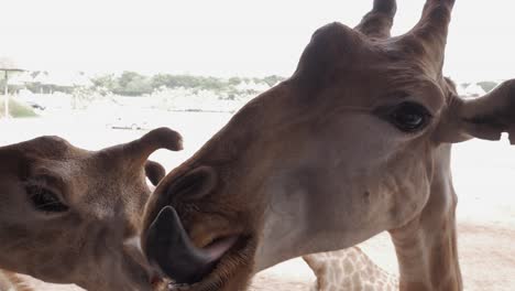 Beautiful,-friendly-giraffes-approaching-tourists-in-Thailand---Close-up