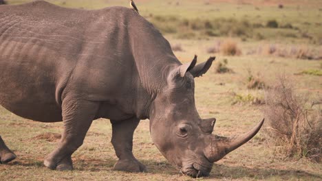 Weißes-Nashorn,-Das-In-Der-Afrikanischen-Savanne-Weidet,-Mit-Madenhacker-Auf-Dem-Rücken