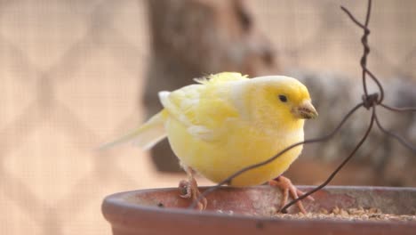 canary bird inside cage feeding and perch on wooden sticks and wires