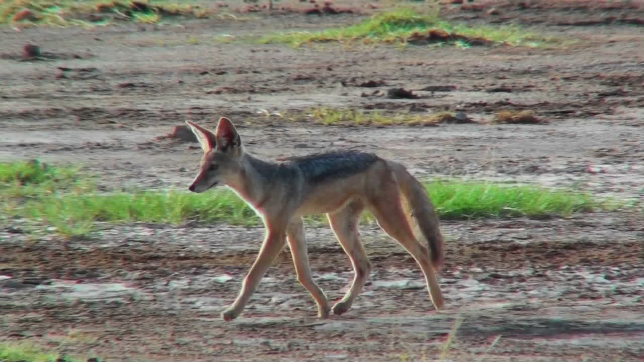 un chacal corre por el desierto del serengeti