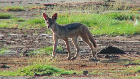 a jackal runs along in the serengeti desert