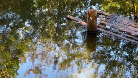 flooded wooden dock in a forest