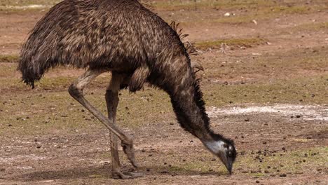 un emú australiano camina y come del suelo