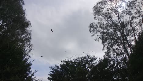 Bats-Flying-In-Woodland-Cloudy-Blue-Sky-Australia-Gippsland-Victoria-Maffra-Daytime