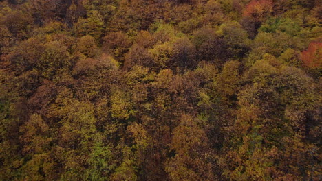 Autumn-forest-trees-yellow-and-red-foliage,-woodland-aerial-view-in-fall-season,-natural-colorful-park