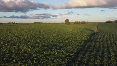 Plantación-De-Soja-Al-Sur-De-Brasil-Puesta-De-Sol-Drone-Amplia