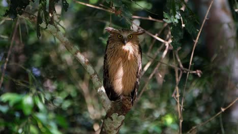 Looking-towards-the-camera-as-it-zooms-in,-Buffy-Fish-Owl-Ketupa-ketupu,-Thailand