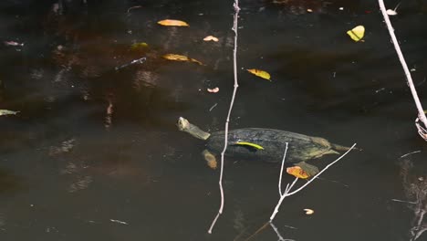 Tortuga-De-Estanque-Asiática-Gigante,-Heosemys-Grandis,-Imágenes-De-4k-De-Este-Individuo-Nadando-Libremente-En-Un-Arroyo-Durante-La-Mañana-En-El-Parque-Nacional-De-Khao-Yai-Mientras-Las-Sombras-Del-Bosque-Juegan-Y-Las-Hojas-Secas-Flotan-Alrededor