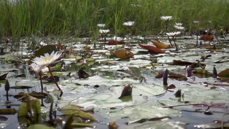 slomo of mulitple water lelies and flowers on a safari boat during warm, sunny weather