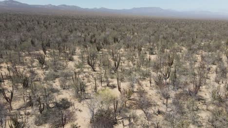 aerial: mexican desert, cacti growing in dry wilderness, baja california sur