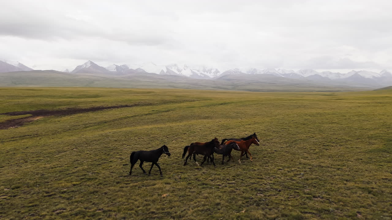 Scenic View Of Horses Over Mountainous Terrain In Kyrgyzstan, Central Asia. Aerial Shot