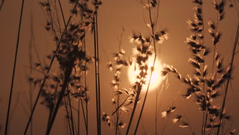 Cámara-Lenta-De-Cerrar-La-Puesta-De-Sol-Detrás-Del-Campo-De-Hierba-En-Un-Paisaje-Idílico