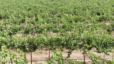 Low-altitude-aerial-perpendicular-to-the-endless-rows-of-vines-in-a-vast-vineyard-in-California,-USA