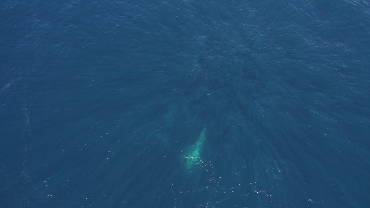 이동 시즌 동안 깊고 푸른 바다에서 헤엄치는 혹등고래