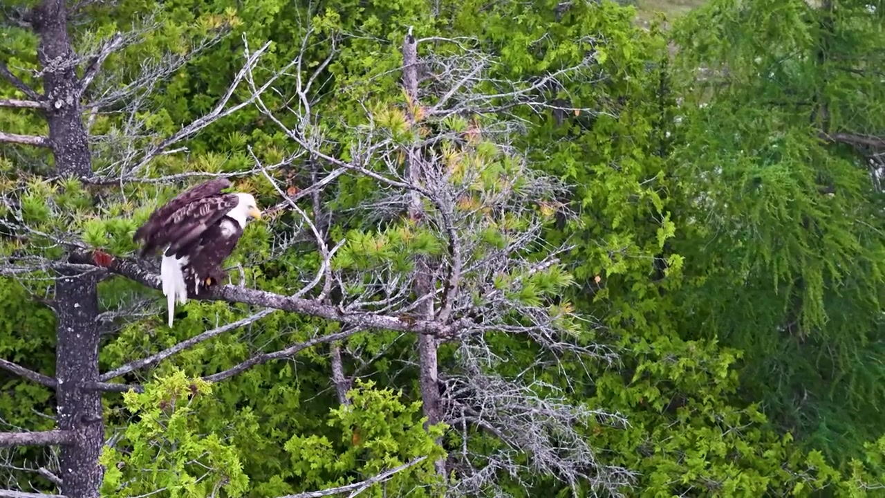 Adult bald eagle perches on a conifer branch surrounded by dense green forest in the Upper Peninsula of Michigan.