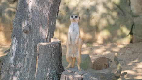 a carnivorous meerkat on a tree trunk in a grassy landscape. a terrestrial animal, the meerkat, is standing on a tree stump in a grassy landscape. this carnivore is known for its ability to stand upright and scan its surroundings for potential prey