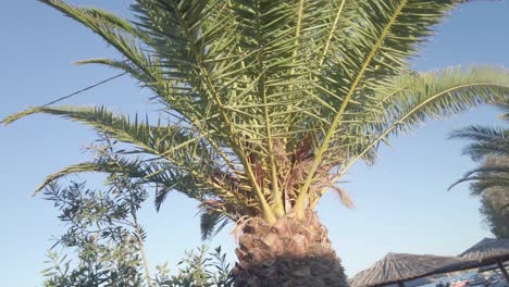 palm trees in the mediterranean coast in chania, crete island, greece