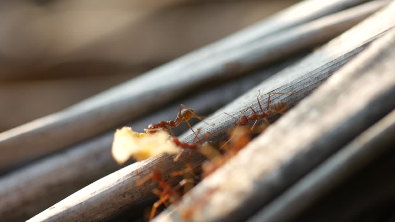 dos hormigas trabajando juntas para traer comida