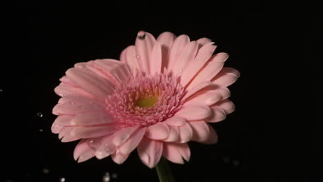 water dropping onto fresh flower