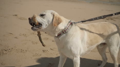 un primer plano de un lindo labrador jugando con caña en la playa.