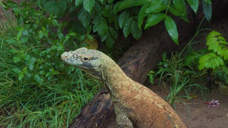 head of a young komodo dragon