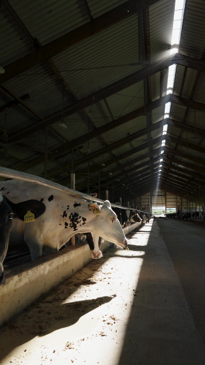 Vertical static social media shot of black and white dairy cows lined up in a stable with beautiful cinematic light rays piercing through the barn roof in Bavaria, Germany