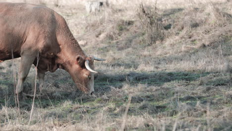 Braune-Kuh-Starrt-In-Die-Kamera,-Während-Sie-Gras-Auf-Dem-Feld-In-Portalegre,-Alentejo,-Portugal-Kaut-–-Zeitlupe