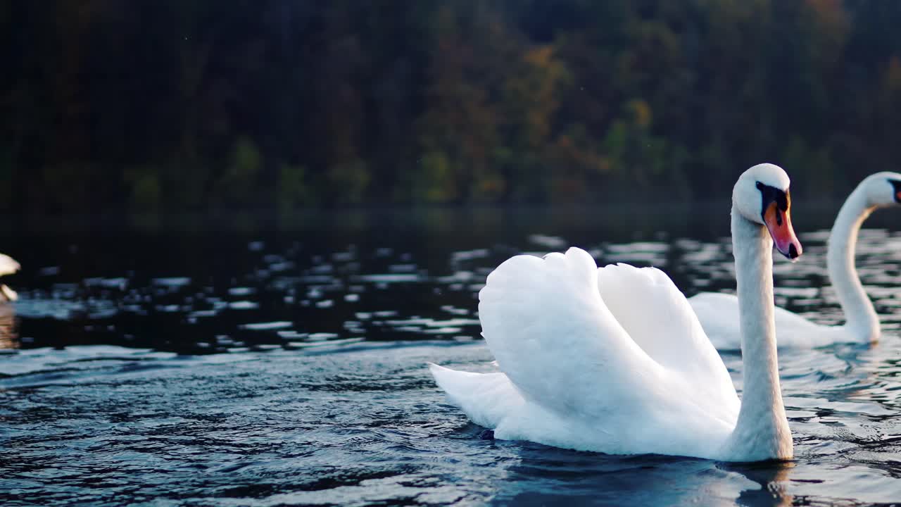 Cinematic Close Up of Swans Swimming on a Lake