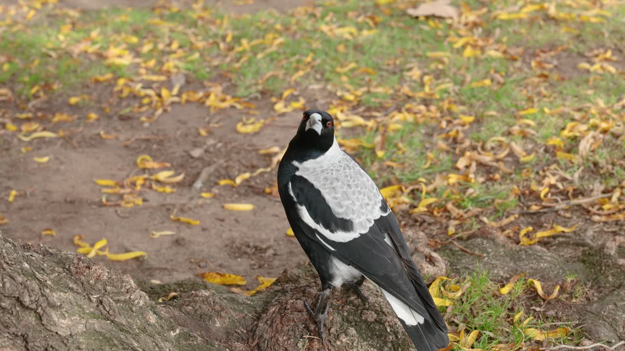 멜버른 의 나무 근처 에서 고 있는 마기