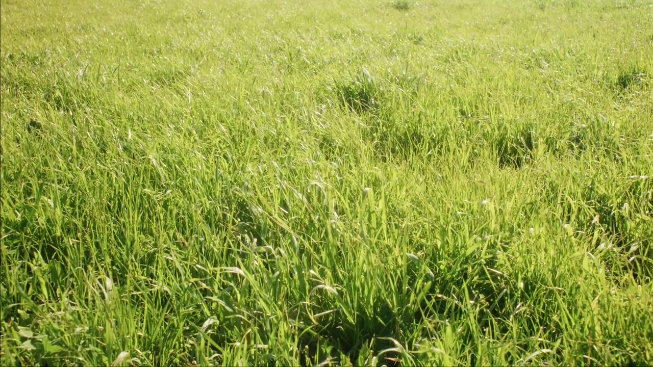 Sfondo di lussureggiante fogliame verde con sfumatura di messa a fuoco morbida, bokeh naturale, ambiente esterno