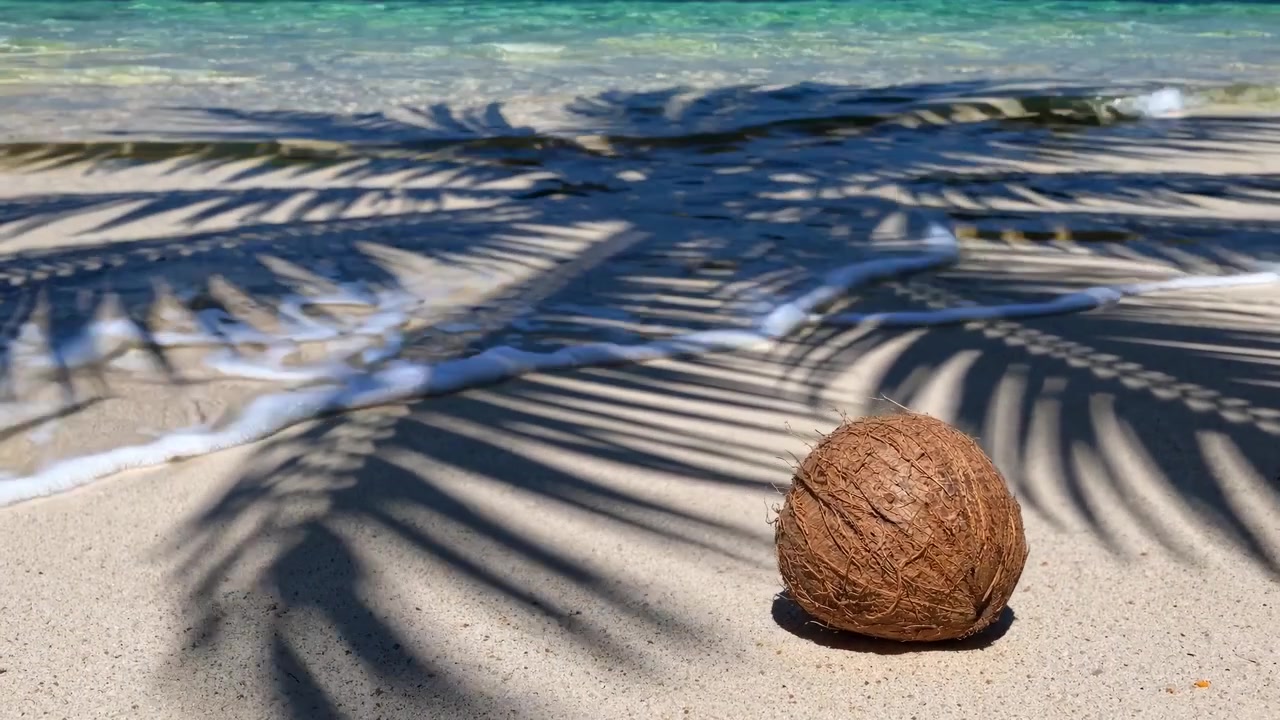 Una noce di cocco su una spiaggia sabbiosa con ombre di palme e onde del mare