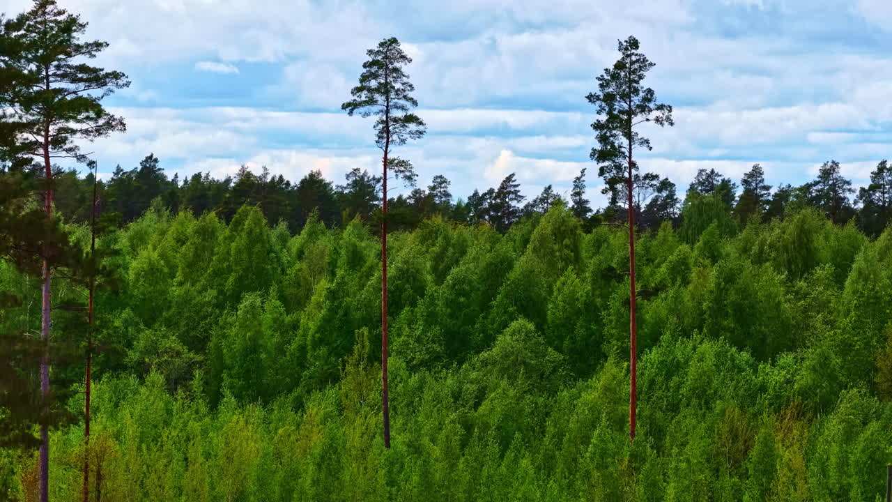 Tall pine trees rising above mixed forest canopy under cloudy sky