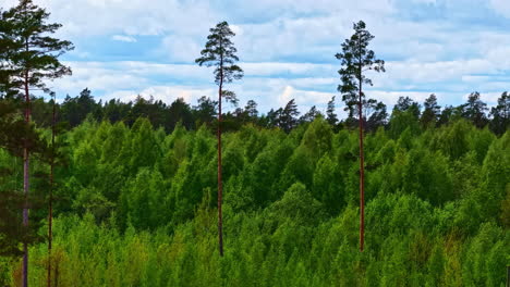 tall pine trees rising above mixed forest canopy under cloudy sky